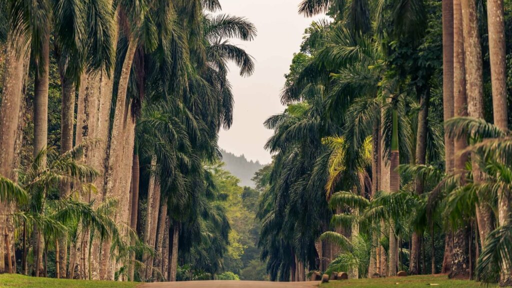 Sri Lanka_natura