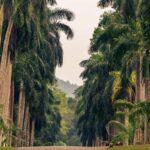 Sri Lanka_natura