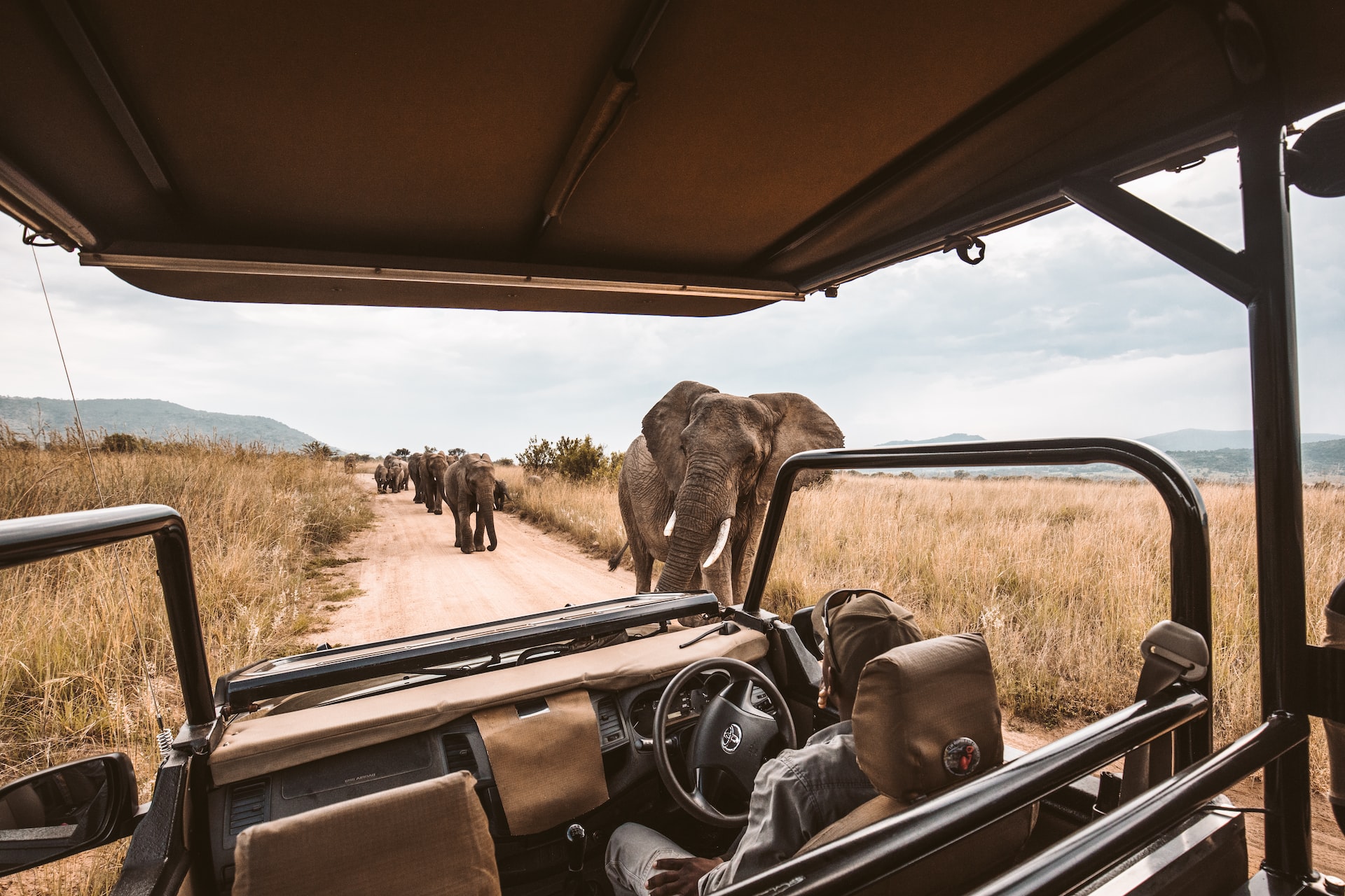 Viaggi safari