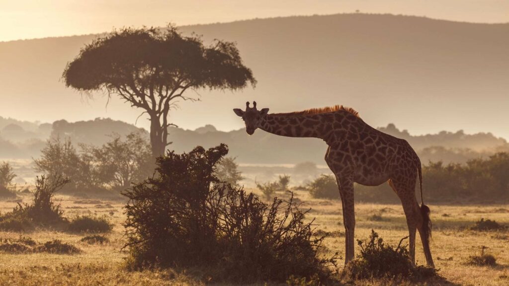 Kenya_Maasai Mara