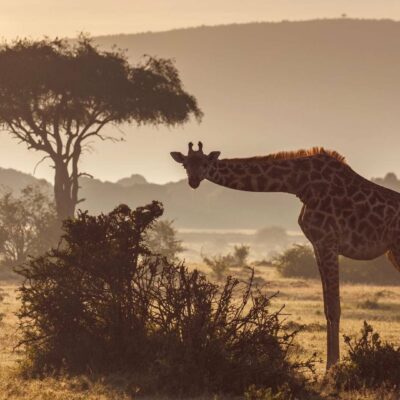 Kenya_Maasai Mara