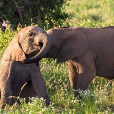 Kenya_Parco_Amboseli_elefanti