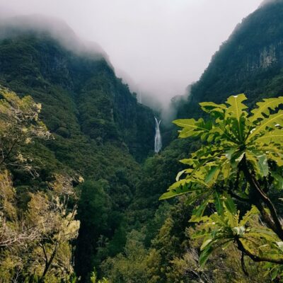 Portogallo_Madeira_natura_flora