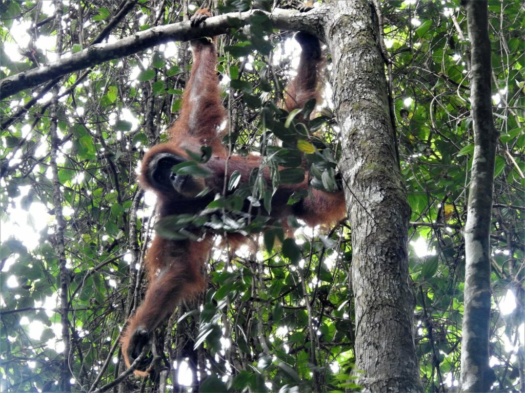 Encounter orangutan Trekking giungla Sumatra con Giulia Meta