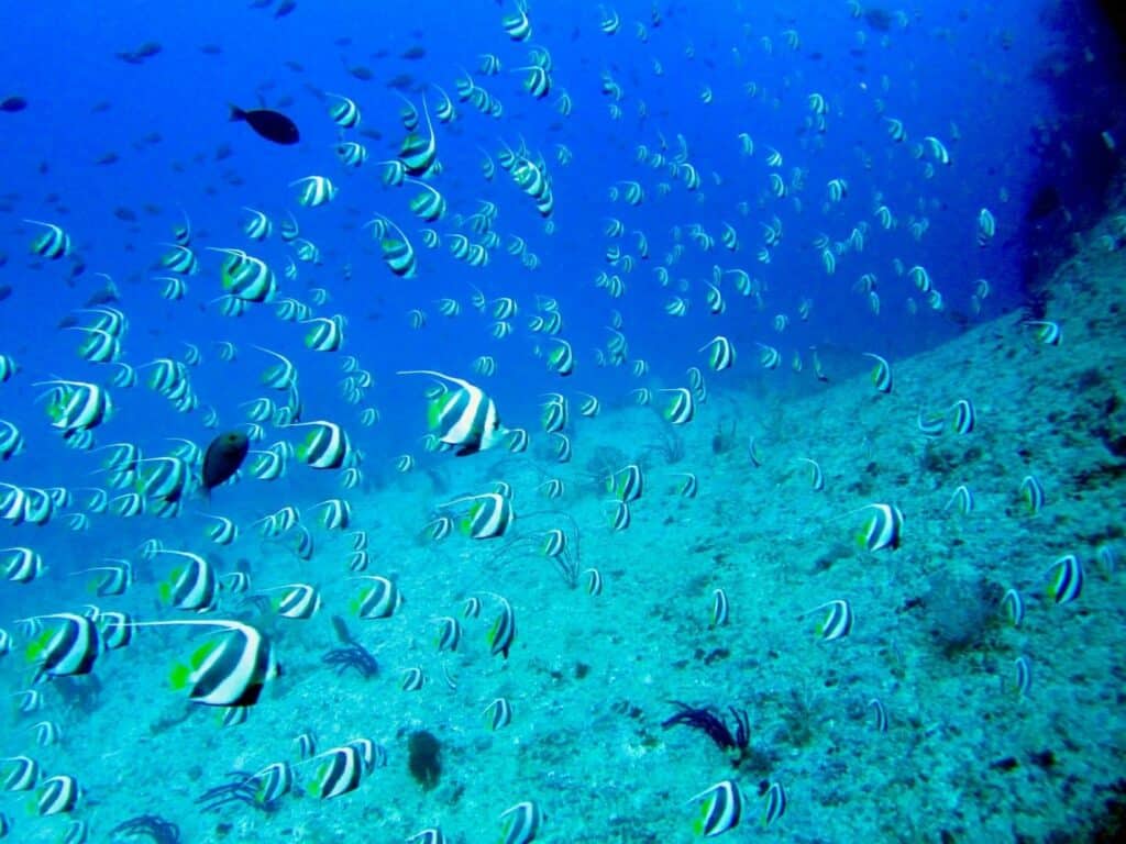 Maldive_barriera_corallina