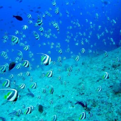 Maldive_barriera_corallina