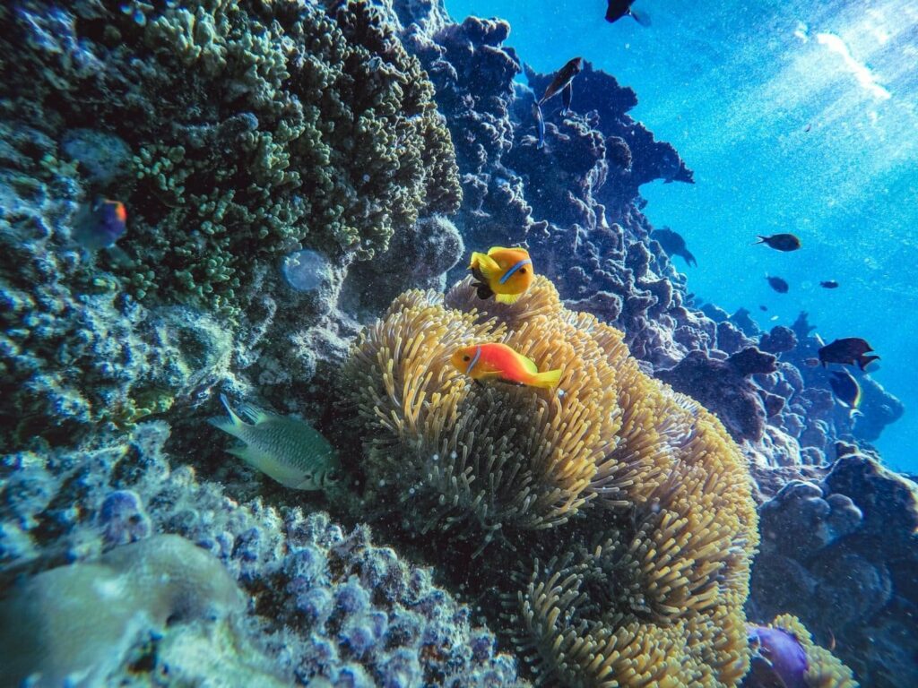 Maldive_Barriera_corallina_fauna