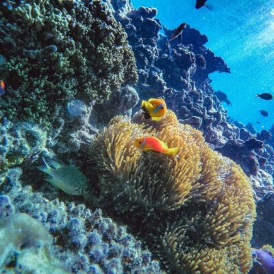 Maldive_Barriera_corallina_fauna