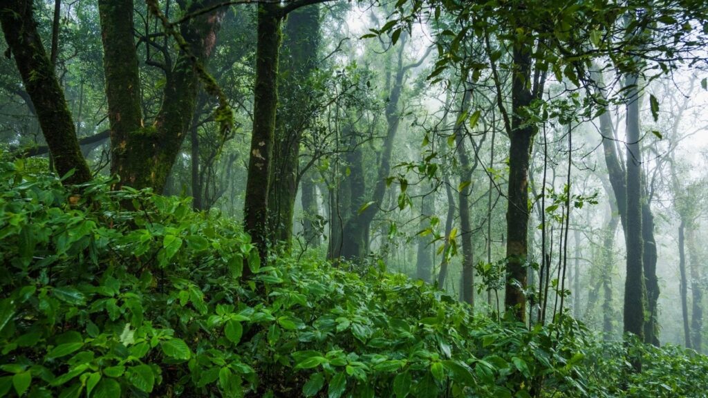 Panama_ foresta_pluviale tropicale