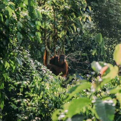 Trekking a Sumatra con Giulia Meta Sharewood