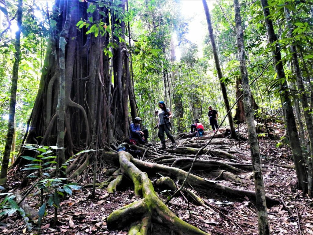 Trekking Natura giungla Sumatra con Giulia Meta_min