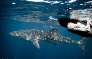 Maldive _ Whale Shark _ Snorkeling