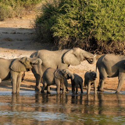 Botswana Chobe Elefanti