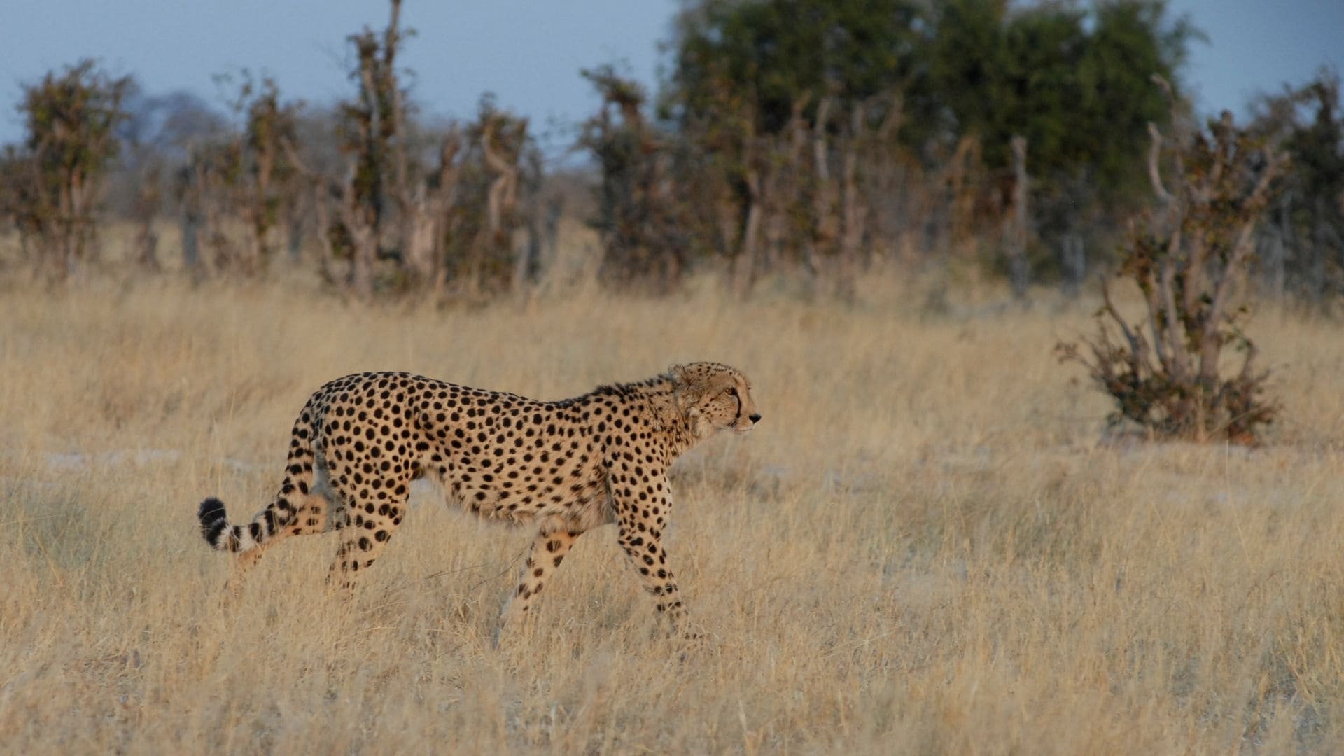 Discovery Botswana: Safari tour
