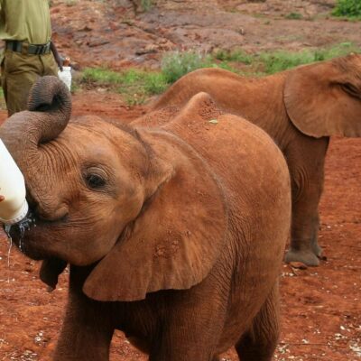 Kenya_ David_Sheldrick Wildlife_Trust