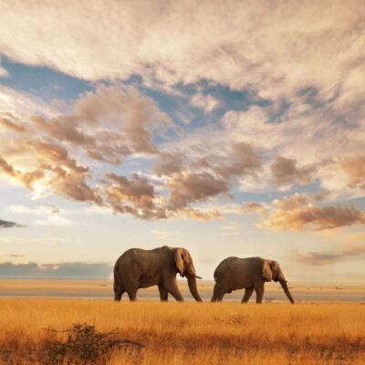 Kenya_elefanti_savana_natura