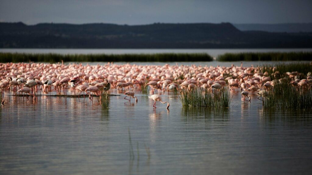 Kenya Lago Elementaita