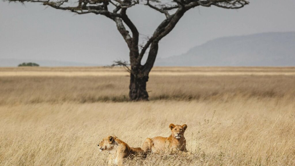 Kenya_ Maasai Mara_riserva_naturale