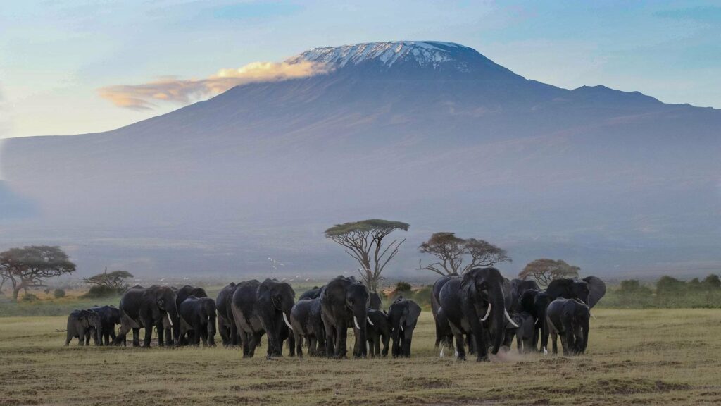 Kenya_Parco_Nazionale_Amboseli_elefanti_branco