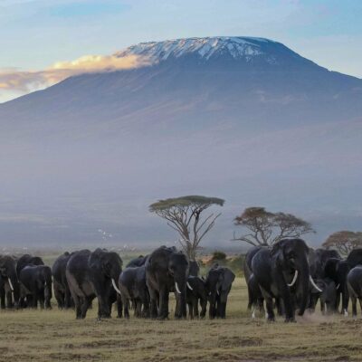 Kenya_Parco_Nazionale_Amboseli_elefanti_branco