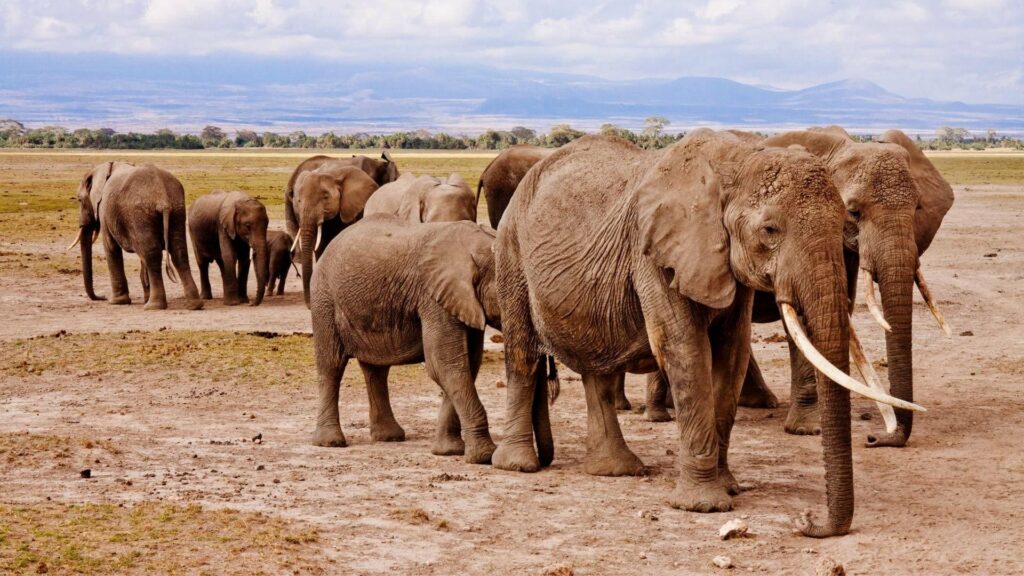 Kenya_savana_elefanti