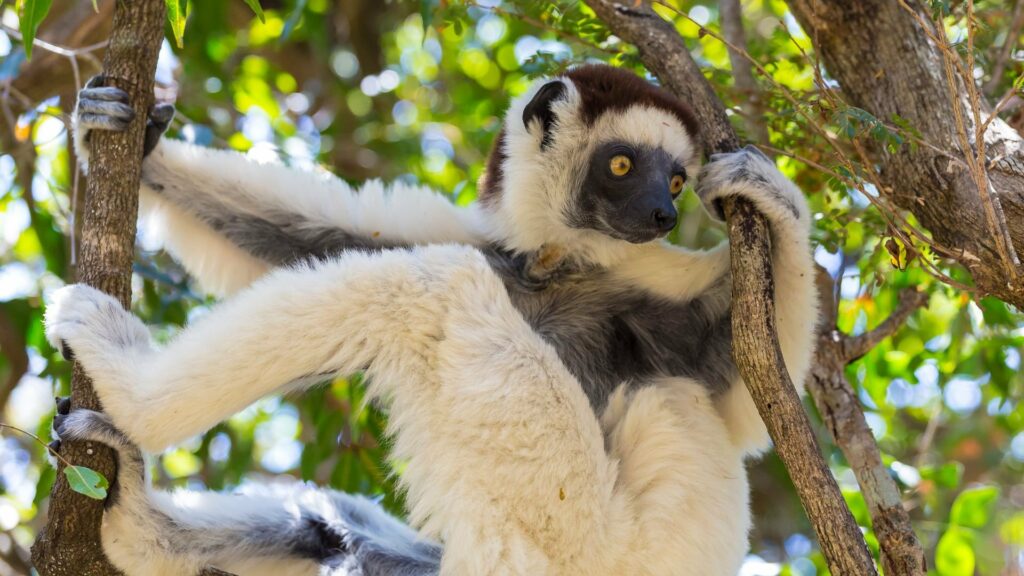 Madagascar Parco nazionale di Zombitse Vohibasia