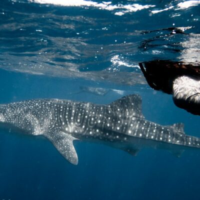 Maldive _ Whale Shark _ Snorkeling