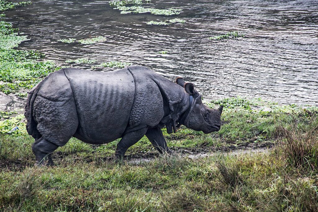 Nepal _ Chitwan _ Rinocerente un corno