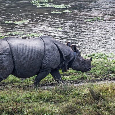 Nepal _ Chitwan _ Rinocerente un corno