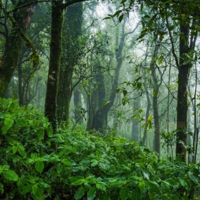 Panama_ foresta_pluviale tropicale