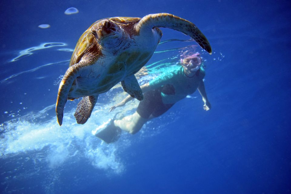 Snorkeling tartarughe _ Tenerife
