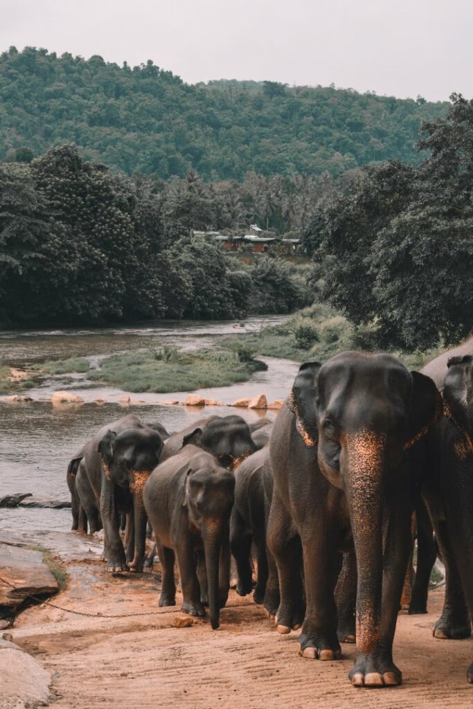 Sri Lanka_elefanti_natura