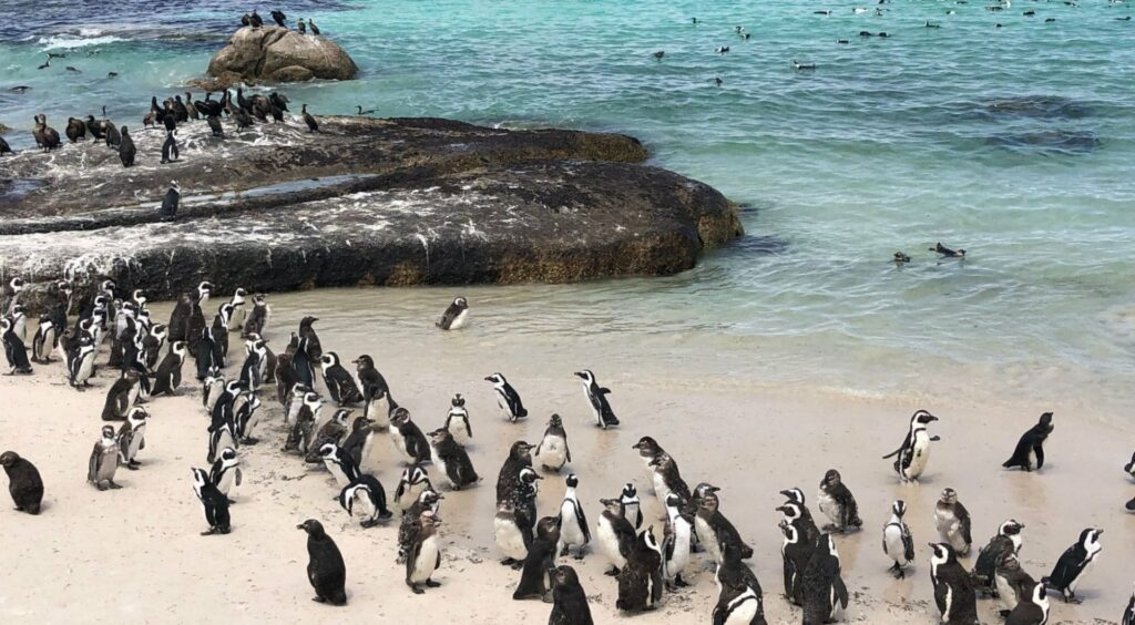 Sudafrica_ Boulders Beach