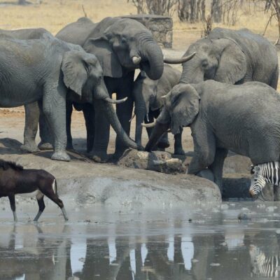Zimbabwe Hwange Elefanti