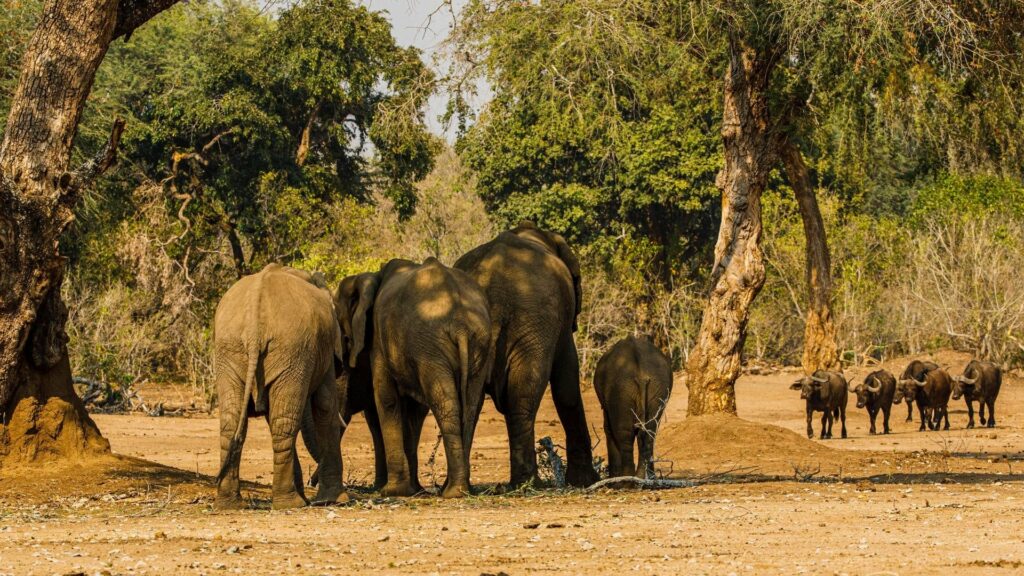 Zimbabwe Mana Pools Elefanti