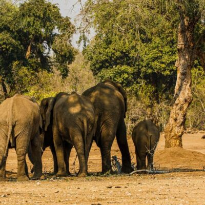 Zimbabwe Mana Pools Elefanti