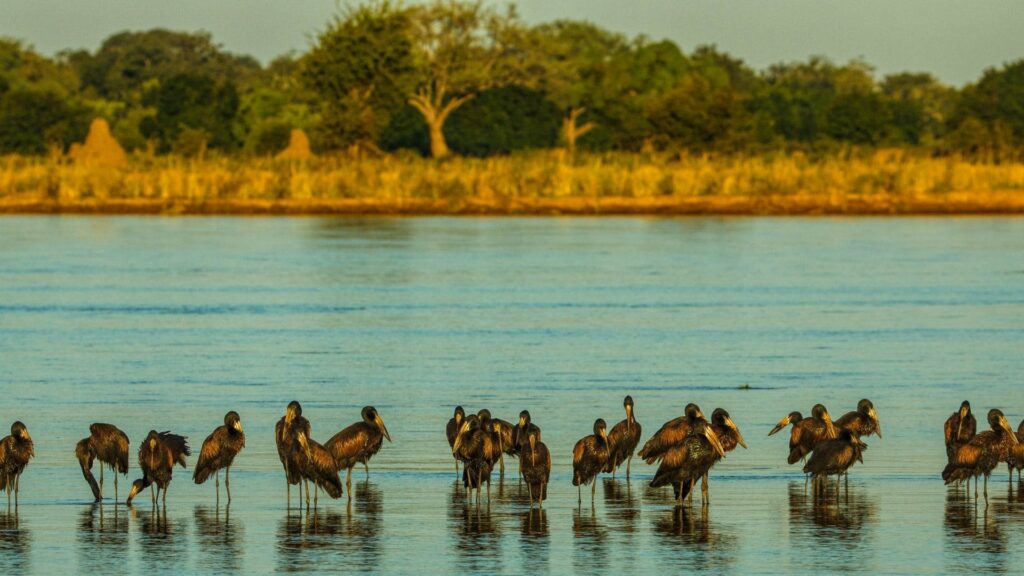 Zimbabwe Mana Pools Uccelli