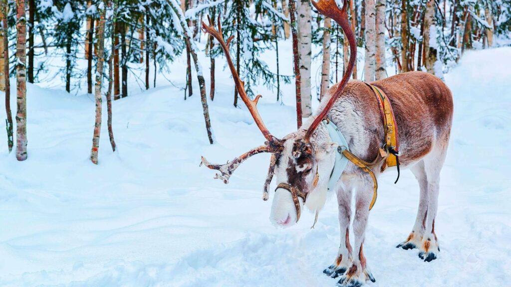 Finlandia_Safari_ Babbo Natale