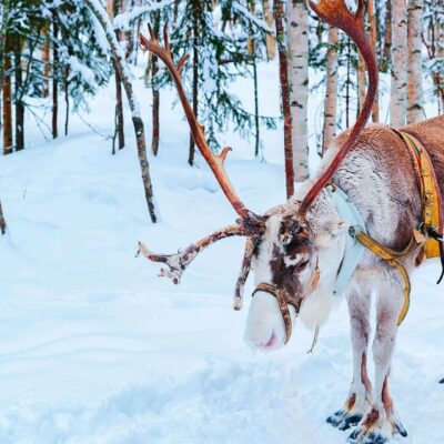Finlandia_Safari_ Babbo Natale
