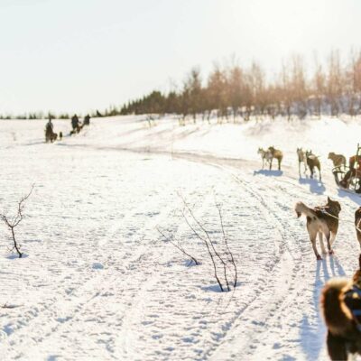Finlandia_Safari_husky