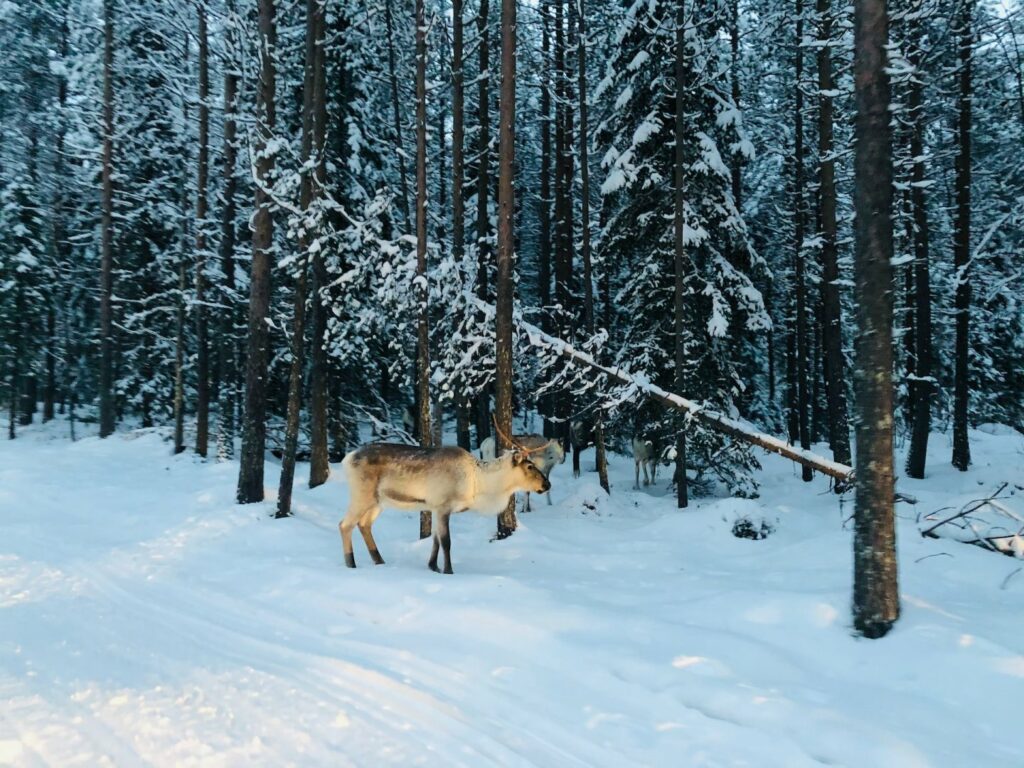 Lapponia_Rovaniemi_renne_natura