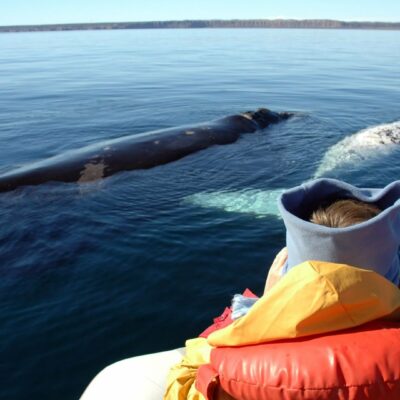 Norvegia whale watching