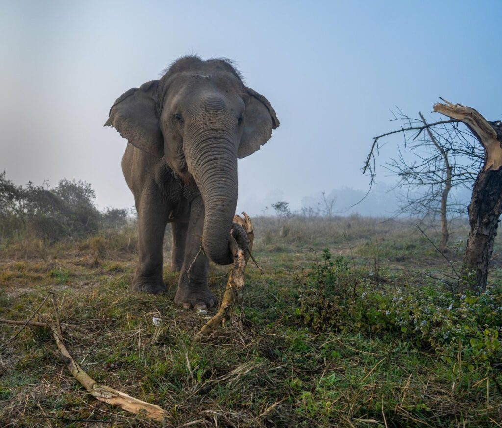 Nepal _ Safari _Chitwan