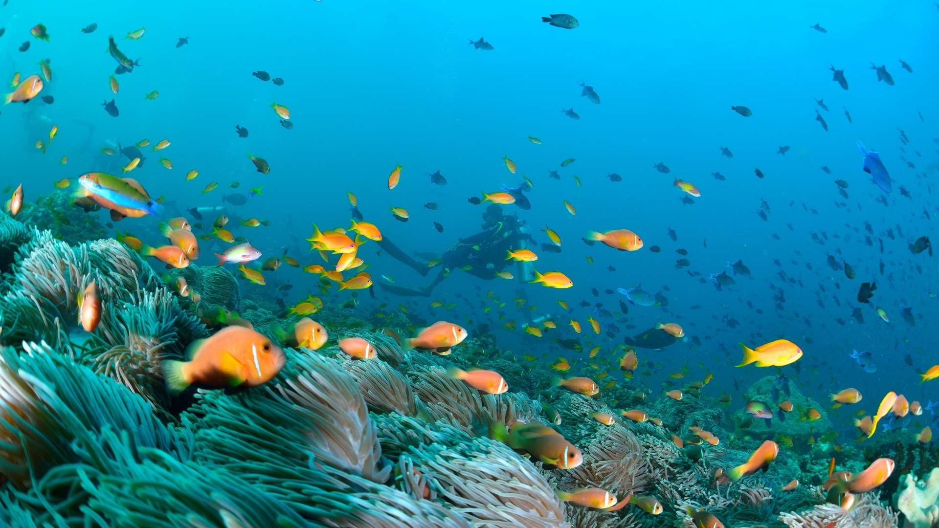 Snorkeling tra i pesci rossi nel mare delle Maldive
