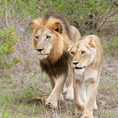 Kruger big 5 6