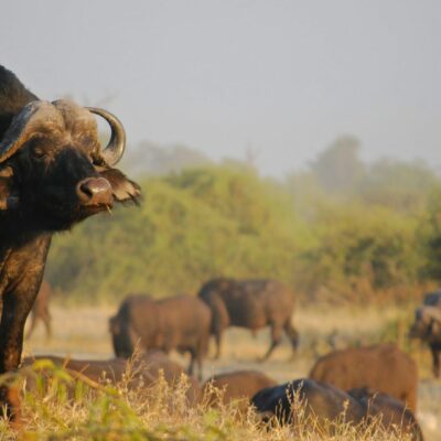 Kruger big 5 6.2