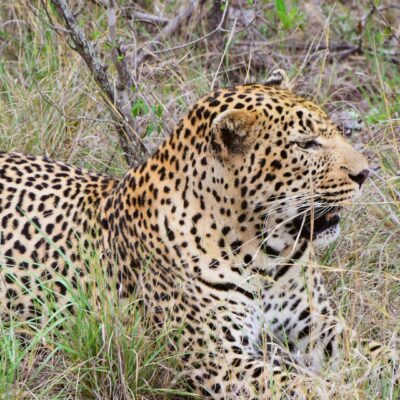 Kruger big 5 6.4