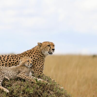Maasai Mara 2.2