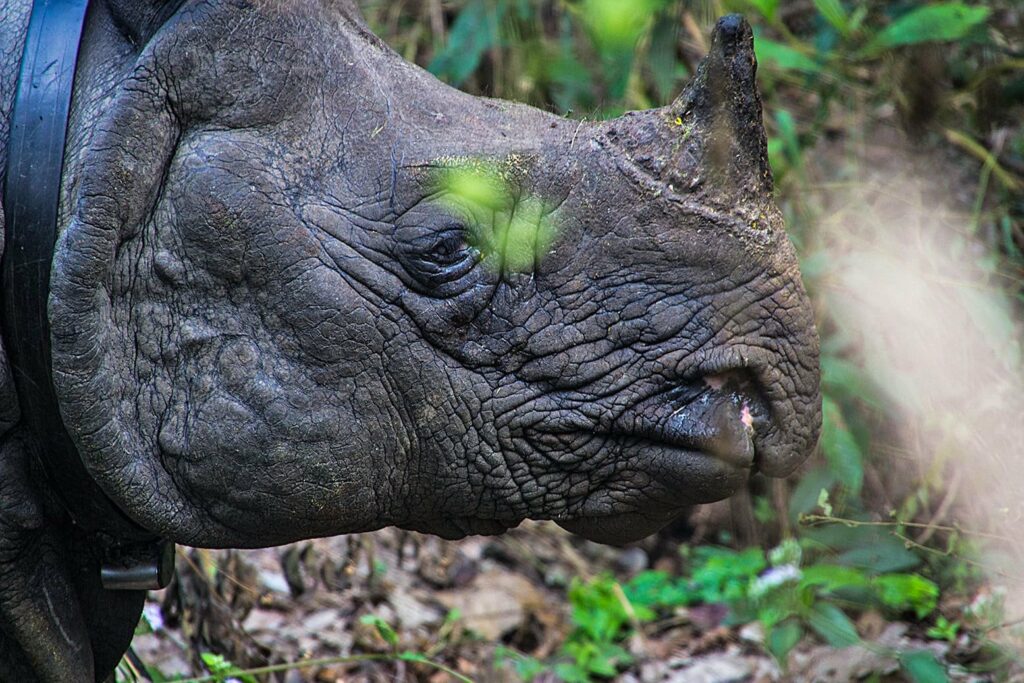Nepal _ Chitwan _ Rinoceronte a un corno