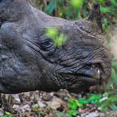 Nepal _ Chitwan _ Rinoceronte a un corno